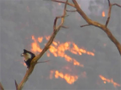 澳大利亚维州野火持续燃烧