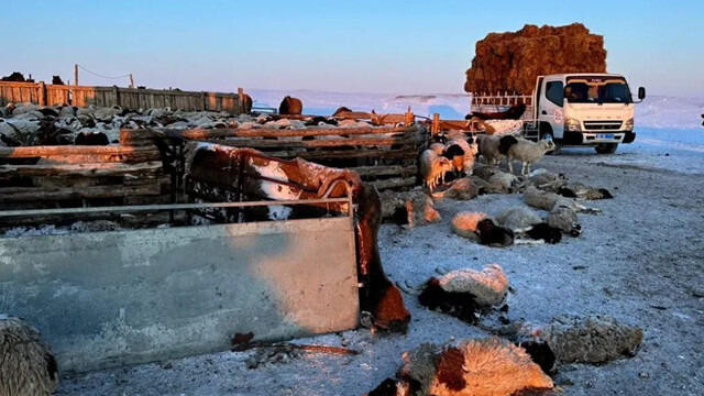 蒙古国 极寒天气导致超过两百万头牲畜死亡