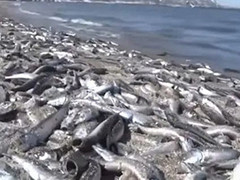 日本北海道海岸出现大量死亡沙丁鱼