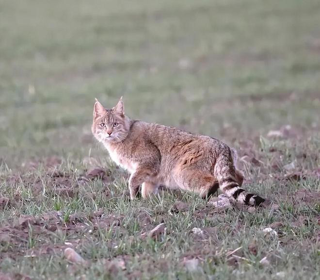 我国首次针对荒漠猫开启野外综合研究