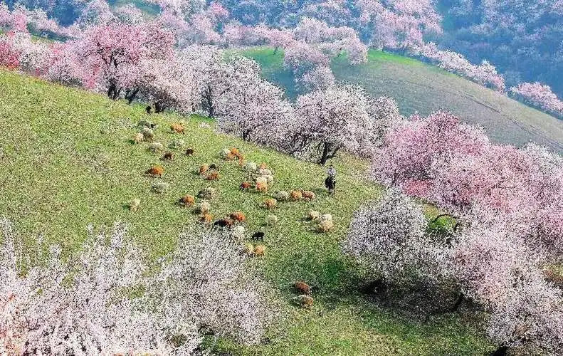 新疆进入赏花季 “花经济”助推乡村振兴