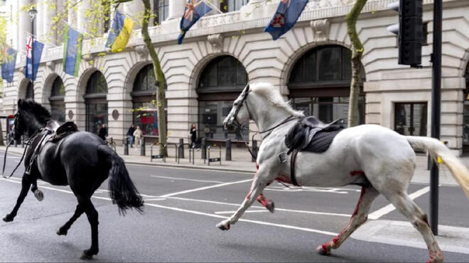 伦敦街头多匹军马飞奔 至少4人受伤
