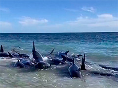 澳大利亚 领航鲸海滩集体搁浅 已有29头死亡