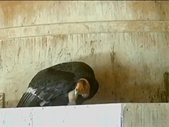 创纪录!美国一动物园本月降生13只加州秃鹰