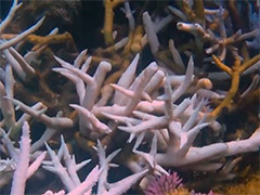 海洋遭遇创纪录高温 全球珊瑚白化现象范围扩大