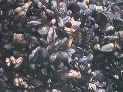 至少20人食贝中毒 美国俄勒冈州禁捕贻贝