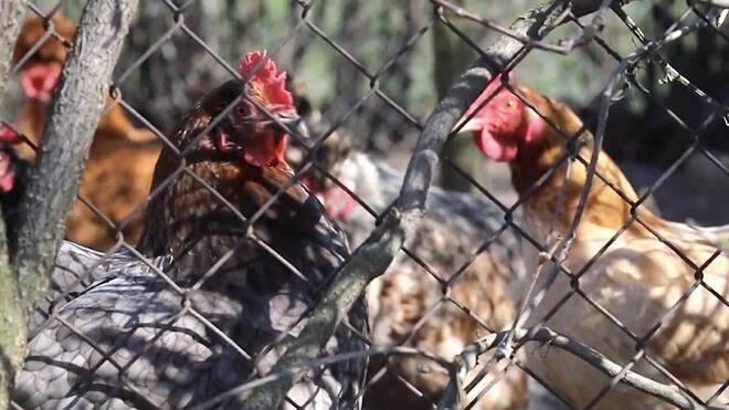 世卫组织 确认首例人感染H5N2禽流感病毒病例