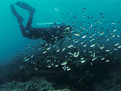《2023年中国海洋生态预警监测公报》发布 高效种植红树林 促进海洋生态保护修复