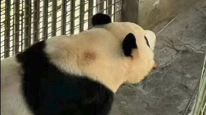 旅韩归国大熊猫“福宝”本周三将亮相