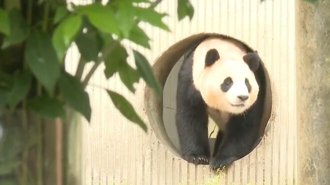 四川 大熊猫“福宝”今天将与公众见面