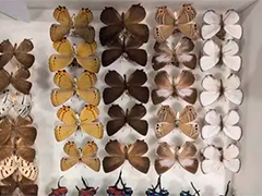 济南海关查获大量蝴蝶标本