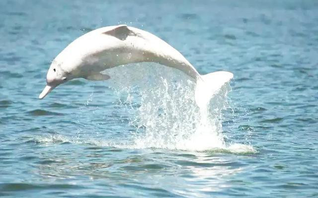中华白海豚误入佛山西江流域 渔政部门加强水域管控