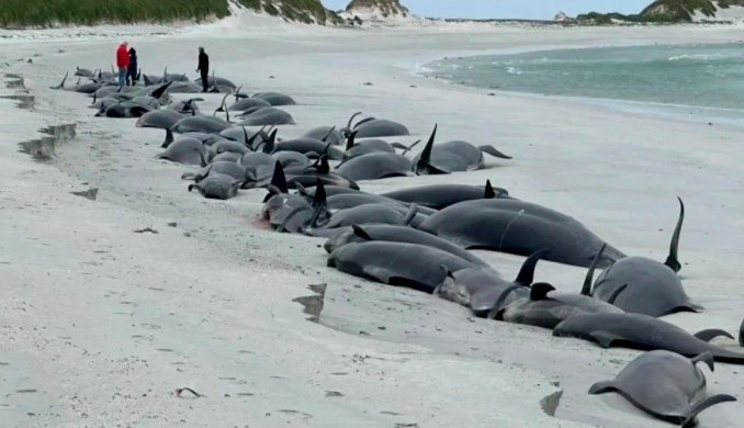 77头领航鲸在英国海滩搁浅死亡