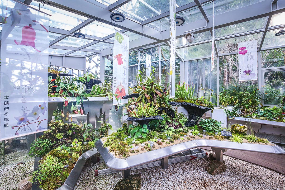 展现神奇自然 上海辰山食虫植物展开幕