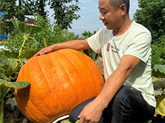 重庆 170多斤!村民种出“巨无霸南瓜”