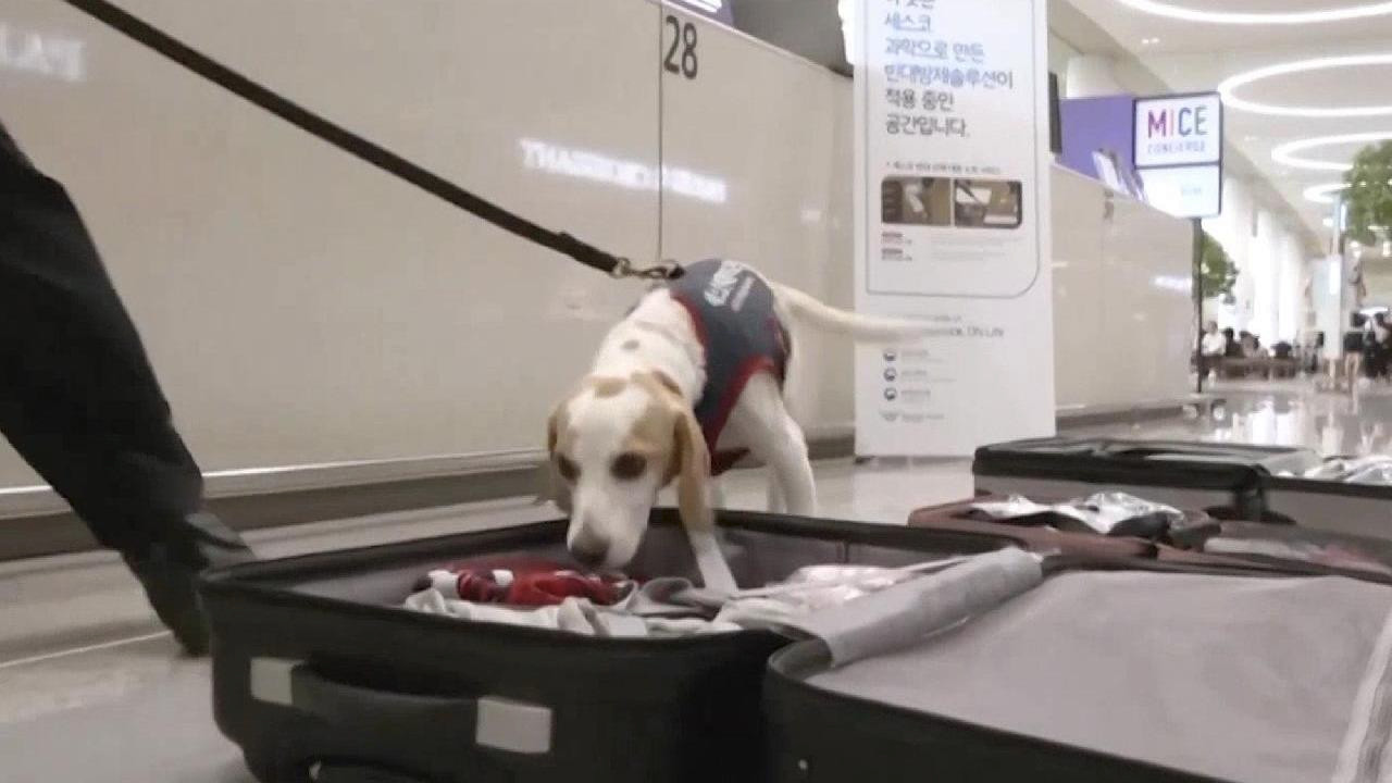 巴黎奥运会后 韩国部署嗅探犬筛查可能入境的臭虫