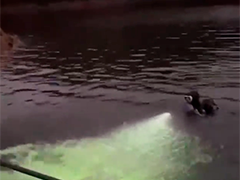 深夜潜入千岛湖非法捕捞 一犯罪团伙被捣毁