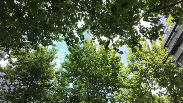 台风“云雀”难敌强劲副高 本周申城高温“驻场”