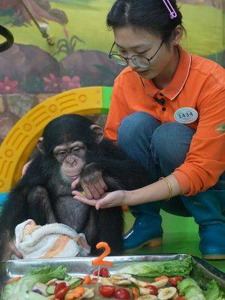 上海野生动物园人工育幼小猩猩“红豆”迎2周岁生日