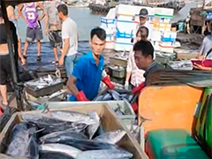 广东揭阳渔船回港 海鲜品种丰富价格回落