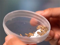 不能带回国的“食材”小心未经检验检疫的生咖啡豆和奶酪
