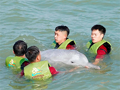 福建 中华白海豚意外搁浅 救助后放归大海
