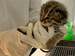 龙南 顾客送来两只猫咪幼崽 竟是野生豹猫
