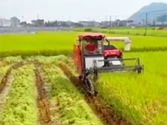 福建霞浦 中晚稻收割正当时 机械化管理显成效