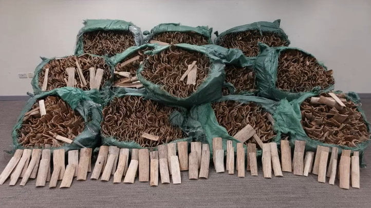 香港海关查获最大宗走私沉香木案 重约1吨 市值约1800万元