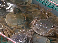 上海大闸蟹大量上市 品质提升价格明显回落