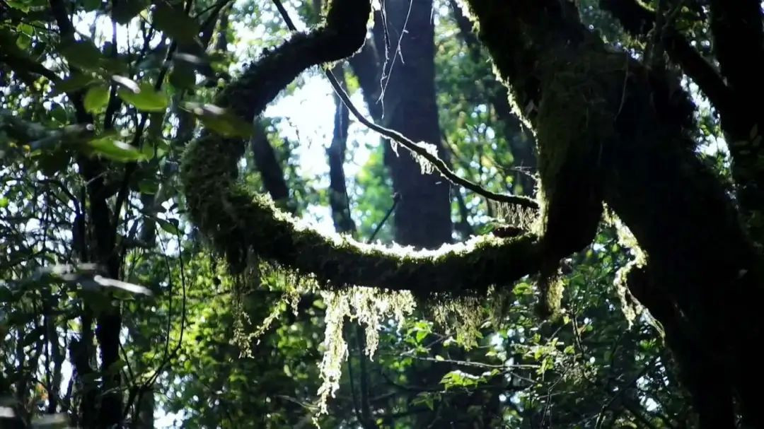 云南 开展哀牢山生物多样性调查
