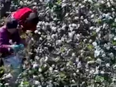 山东夏津 棉花进入采摘期 完善产业链助增收