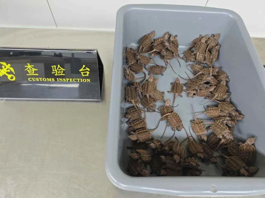 深圳三男子随身藏236只活体鳄龟入境被查获