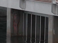 瑞典首都建特殊“鱼隧道” 水獭也来“凑热闹”