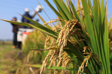 国家粮食和物资储备局 全国秋粮收购全面展开继续实行最低收购价