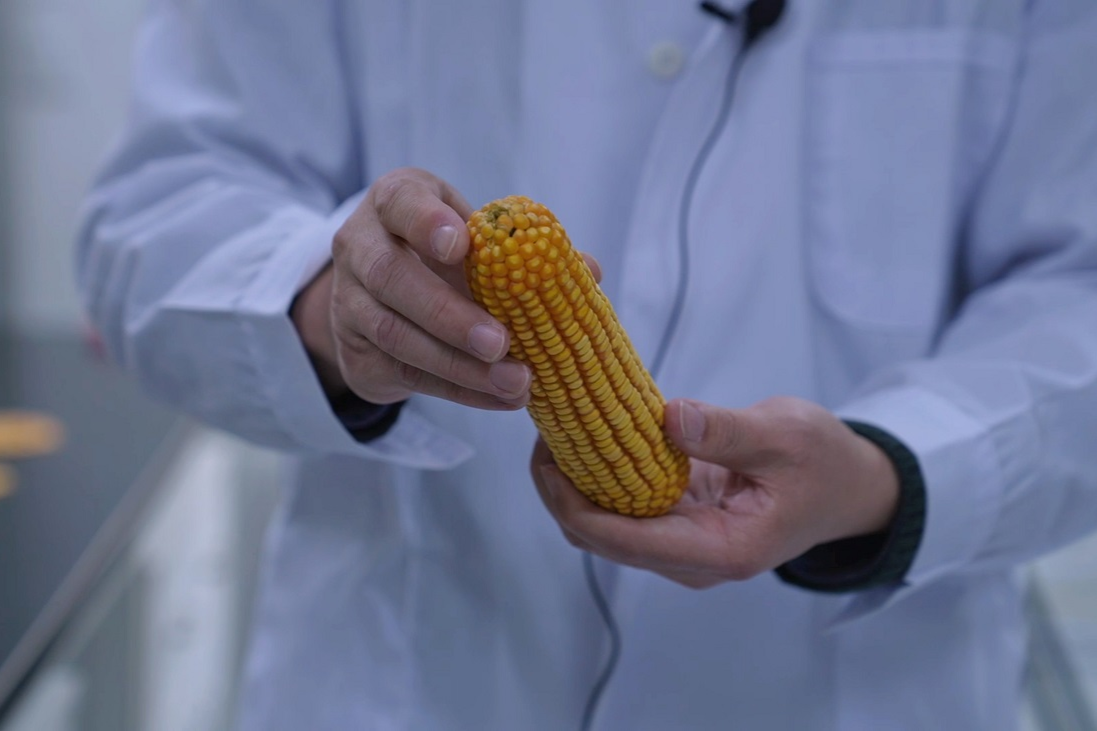 我国科学家发现调控玉米籽粒水分关键基因 我国玉米籽粒机械收获水平有望大幅提升