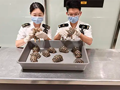 厦门旅客腿绑12只濒危活体龟出境 已被立案调查