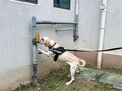 苏州“汪汪队”助力燃气检测“车犬联动”共护燃气安全