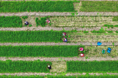 中共中央办公厅 国务院办公厅印发《粮食节约和反食品浪费行动方案》