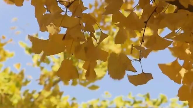 上海：深秋时节“银杏音乐会”如期而至