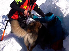 迎接滑雪旺季 法国阿尔卑斯山区展开雪崩搜救犬训练