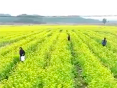 黄淮海主产区加强冬小麦田间管理