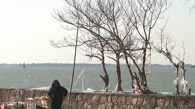 上海气温降至“冰点”淀山湖畔现冰凌美景
