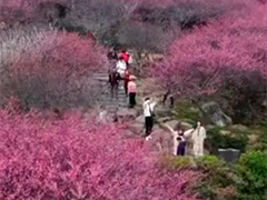 赏花赏景 感受美好春日