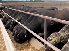 美国 存栏量下降 牛肉价格持续上涨