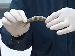 南京海关查扣零食邮件 竟是响尾蛇尾
