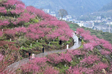 踏青赏花享春光 “春日经济”活力旺