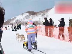 日本北海道狗拉雪橇大赛重启