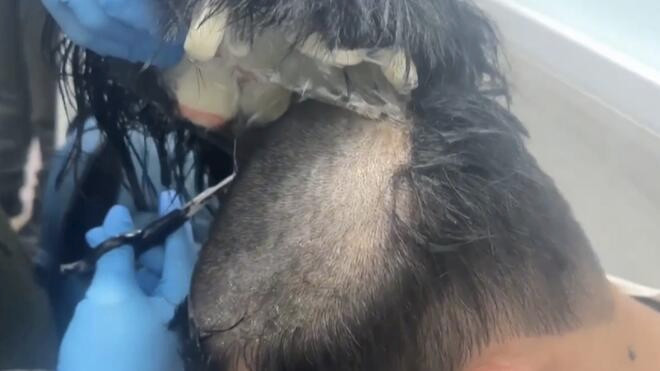 哥伦比亚一男子用假发偷藏可卡因