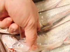 上海开春海刀鱼上市 “头道鲜”吸引食客